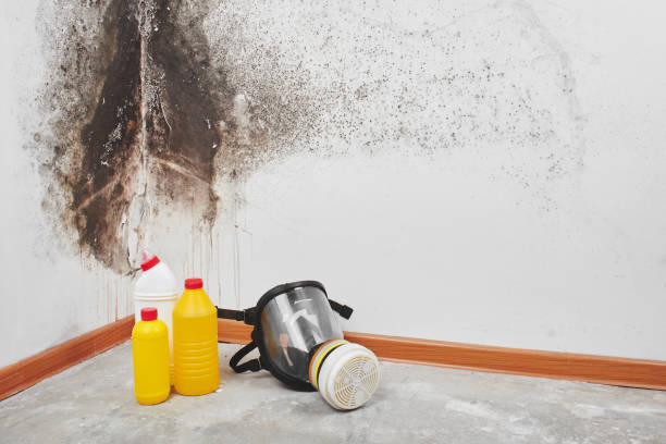 Best Mold Removal Process  in Chatfield, MN