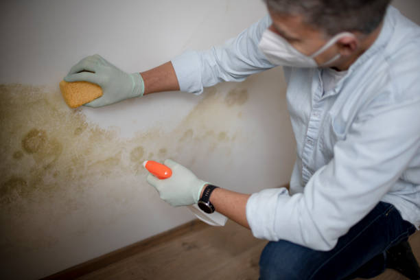 Mold Removal Process in Chatfield, MN