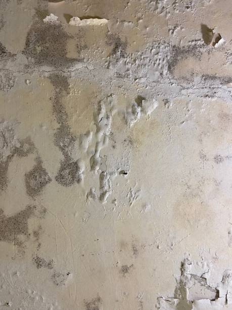 Attic Mold Removal in Chatfield, MN