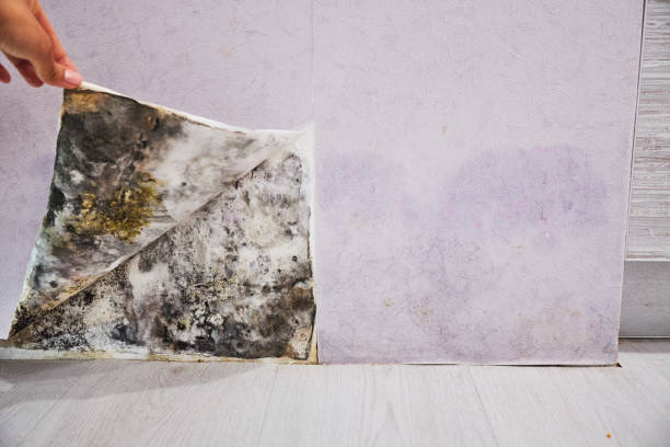 Best Toxic Mold Removal  in Chatfield, MN